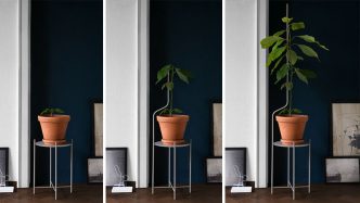 Plant Stand Designed to Support Plants as They Grow
