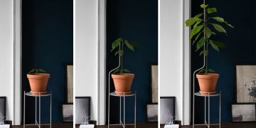 Plant Stand Designed to Support Plants as They Grow