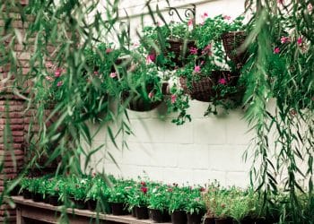 Remodel Your Garden or Yard for You and Your Family