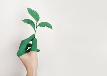 Eco-Friendly Tips For Rejuvenating Your Home