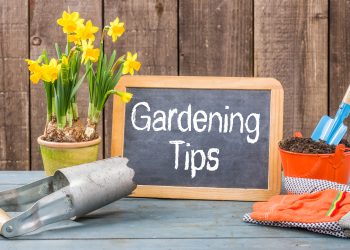 6 Care Tips For A Lush Garden