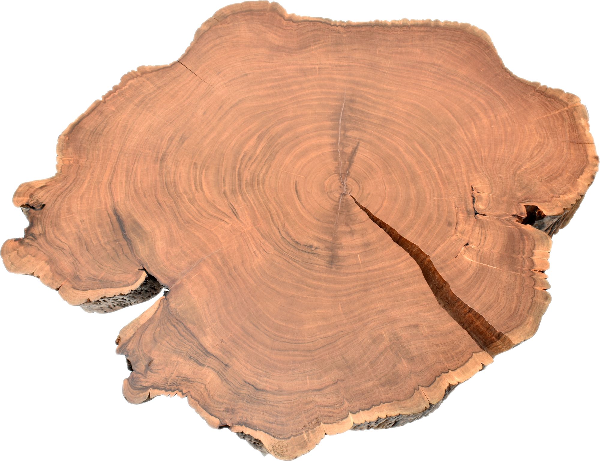 Woodland Live Edge Acacia Wood Coffee Table with Acrylic Legs