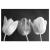 Spring Acrylic Wall Art