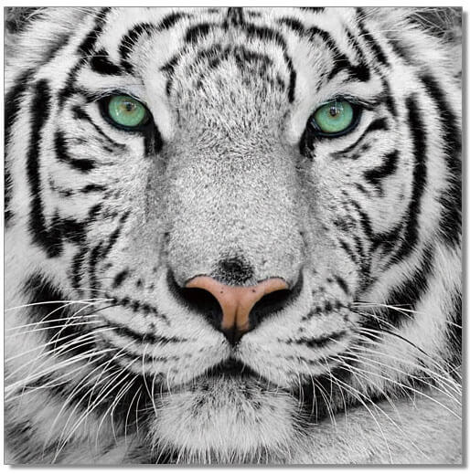 Premium Acrylic Wall Art Black & White Tiger